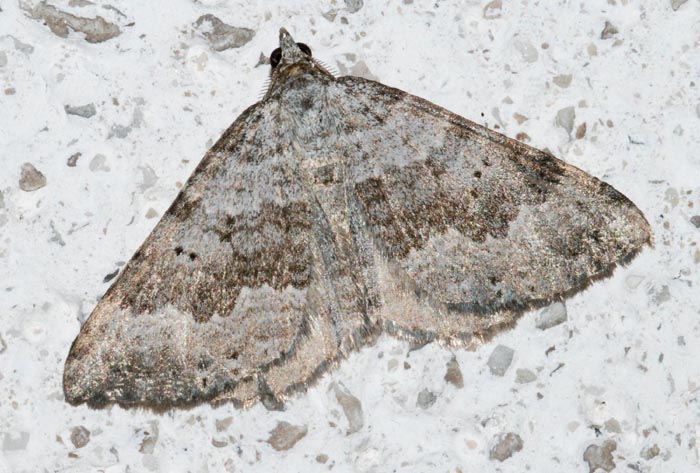Geometridae M. Faverghera 2